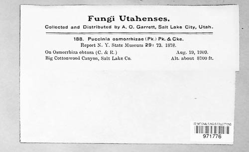 Puccinia osmorrhizae image